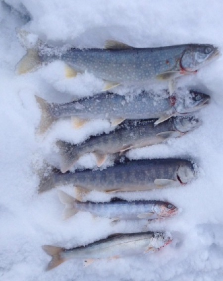 Meine Fische 4 Saiblinge und 35+36cm Kanadier